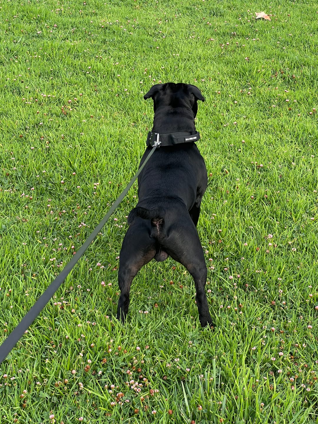 Customer photo review of 4cm Combat® Collar | Handle & Rated Clip - Black