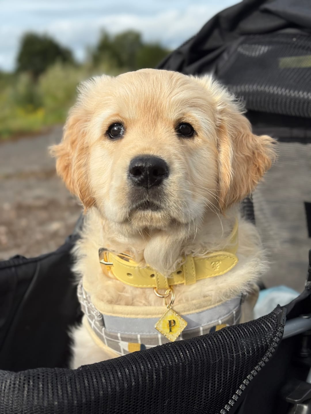 Customer photo review of Primrose Dog Collar