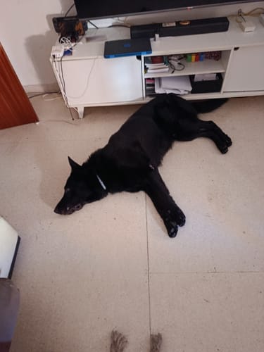 Customer photo review of Grain Free Giant Adult