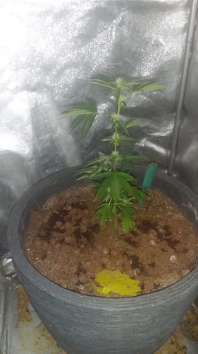 Customer photo review of Girl Scout Cookies Steckling