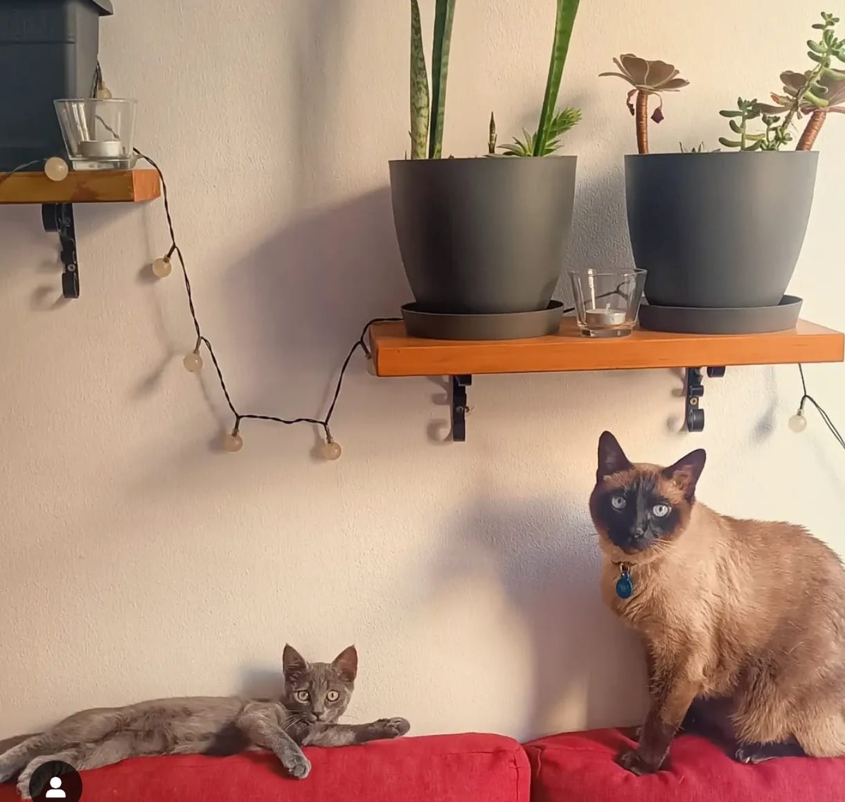 Customer photo review of Cat Sterilized