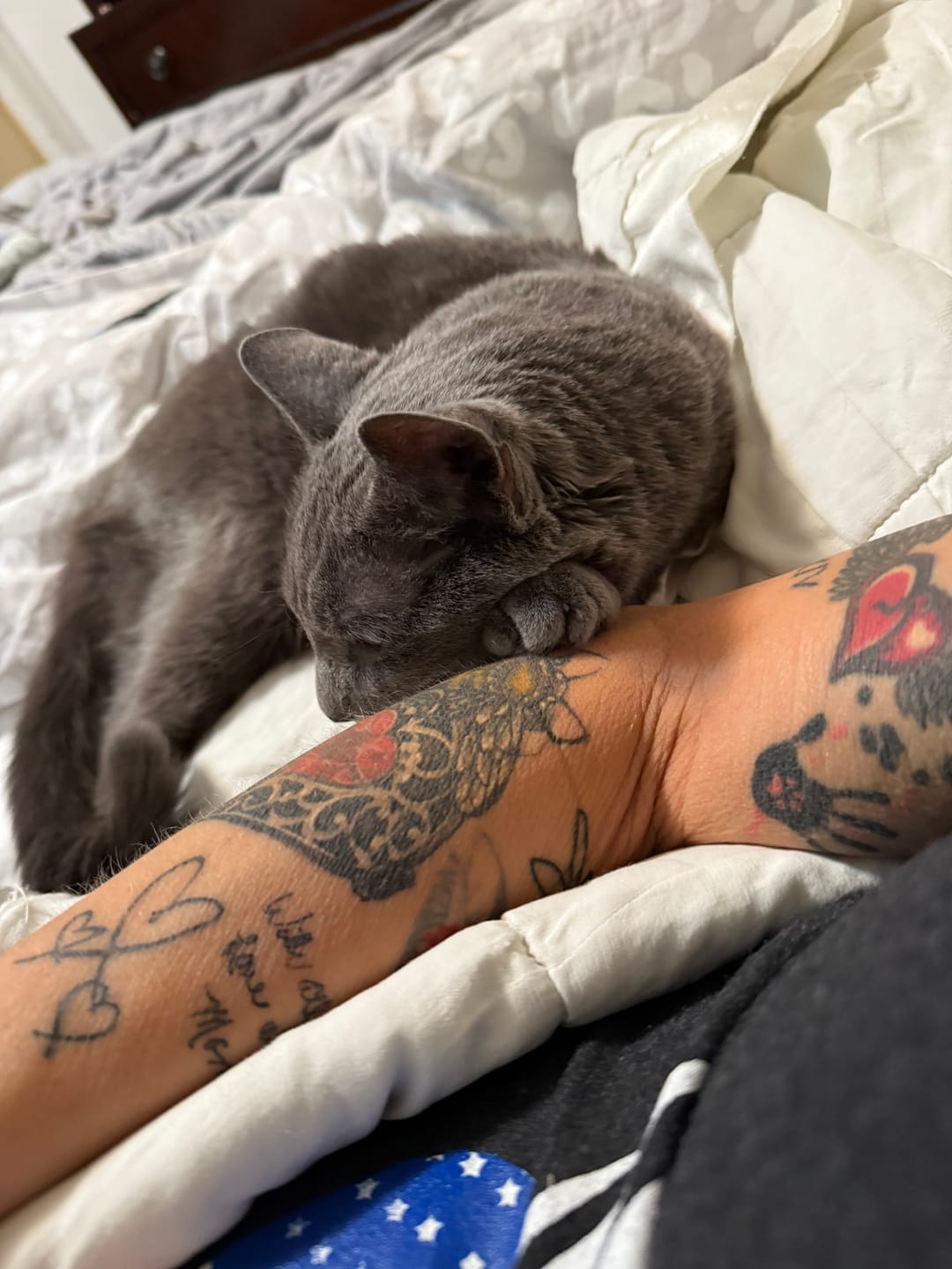 Customer photo review of Royal Canin Veterinary Diet - Urinary SO + Hydrolyzed Protein Dry Cat Food