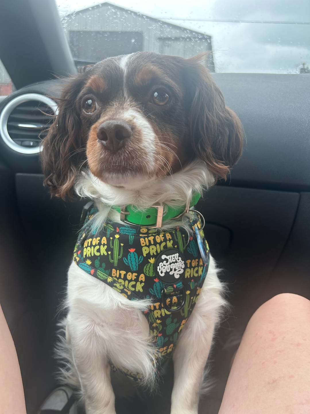 Customer photo review of Bit of a prick harness