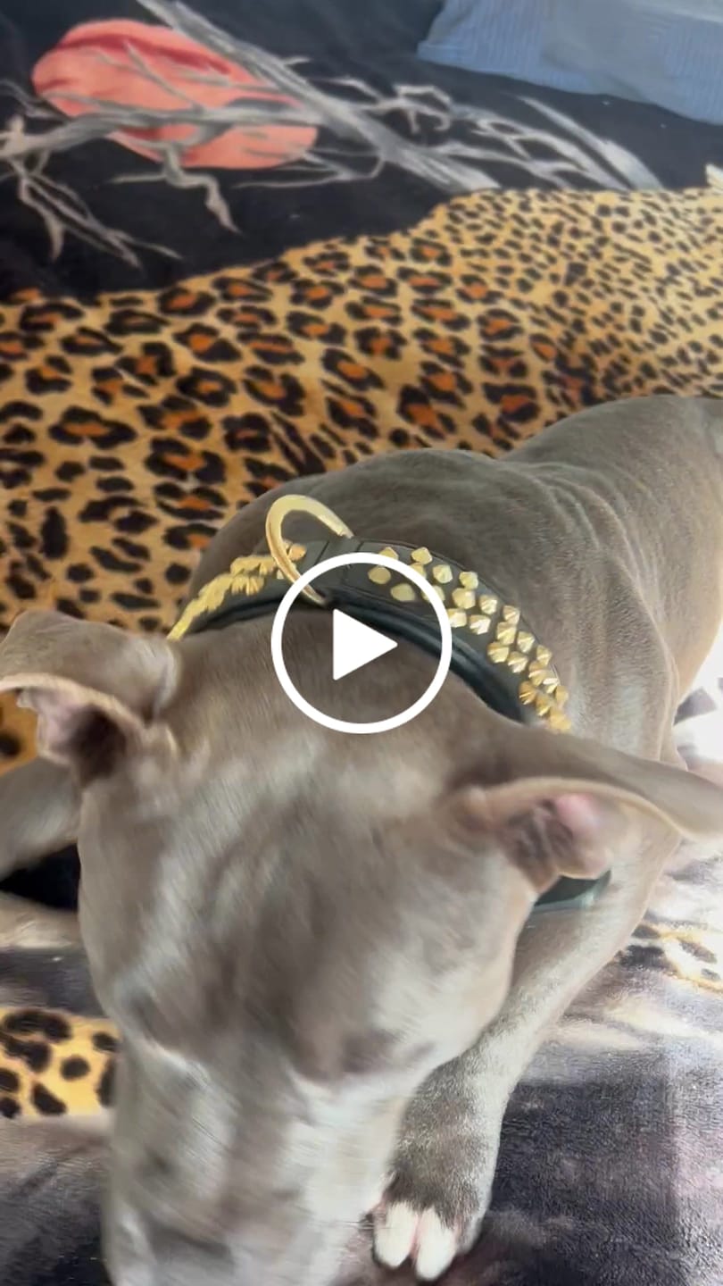 Customer video review of Hand Made Leather Dog Collar - Ruthless Black & Brass (Wide Fit)