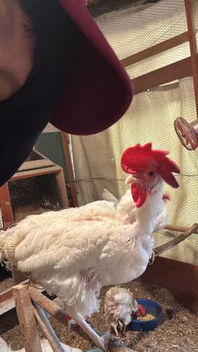 Customer photo review of Vitafort A