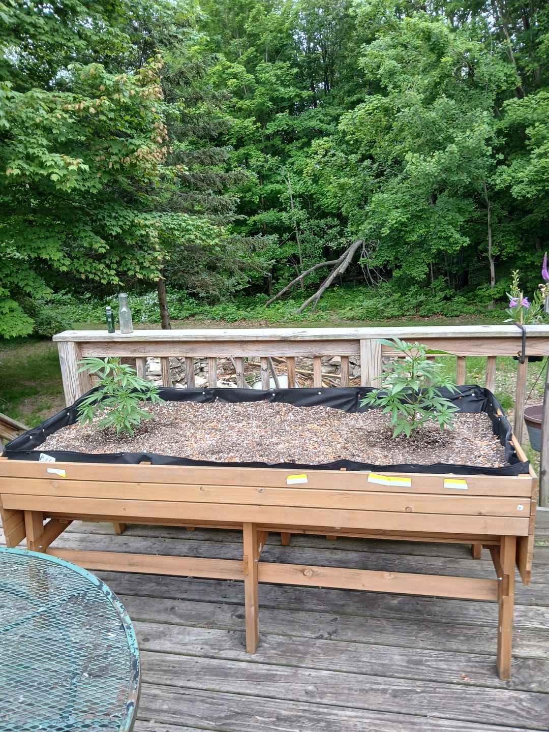 Customer photo review of Ancient Soil: Organic Living Soil for Thriving Plants