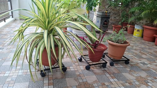 Customer photo review of United Crafts Rozy Wheel Pot Stands for Planters