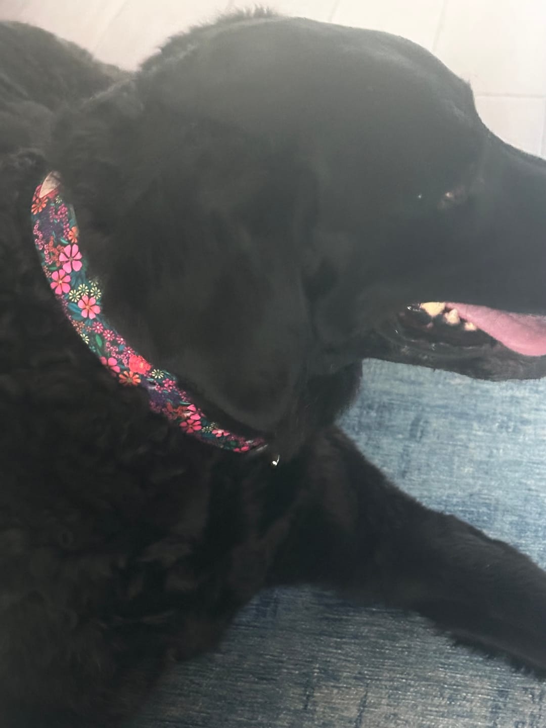 Customer photo review of Southwind - Posies Dog Collar