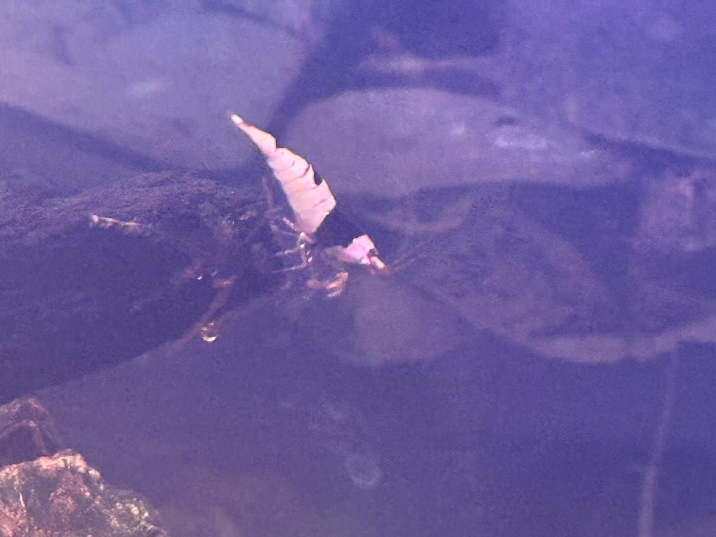 Customer photo review of Crystal Black Shrimp