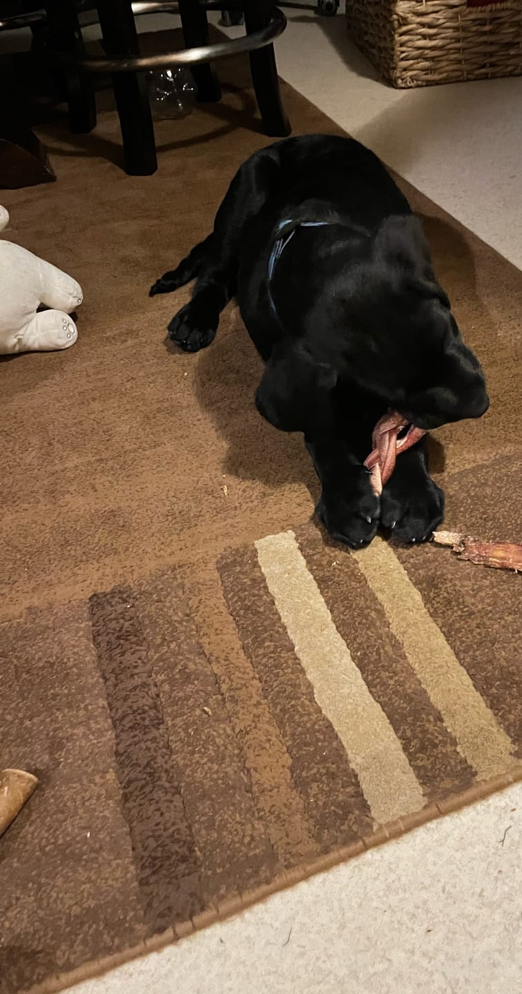 Customer photo review of 6 Inch Braided Jerky Stick