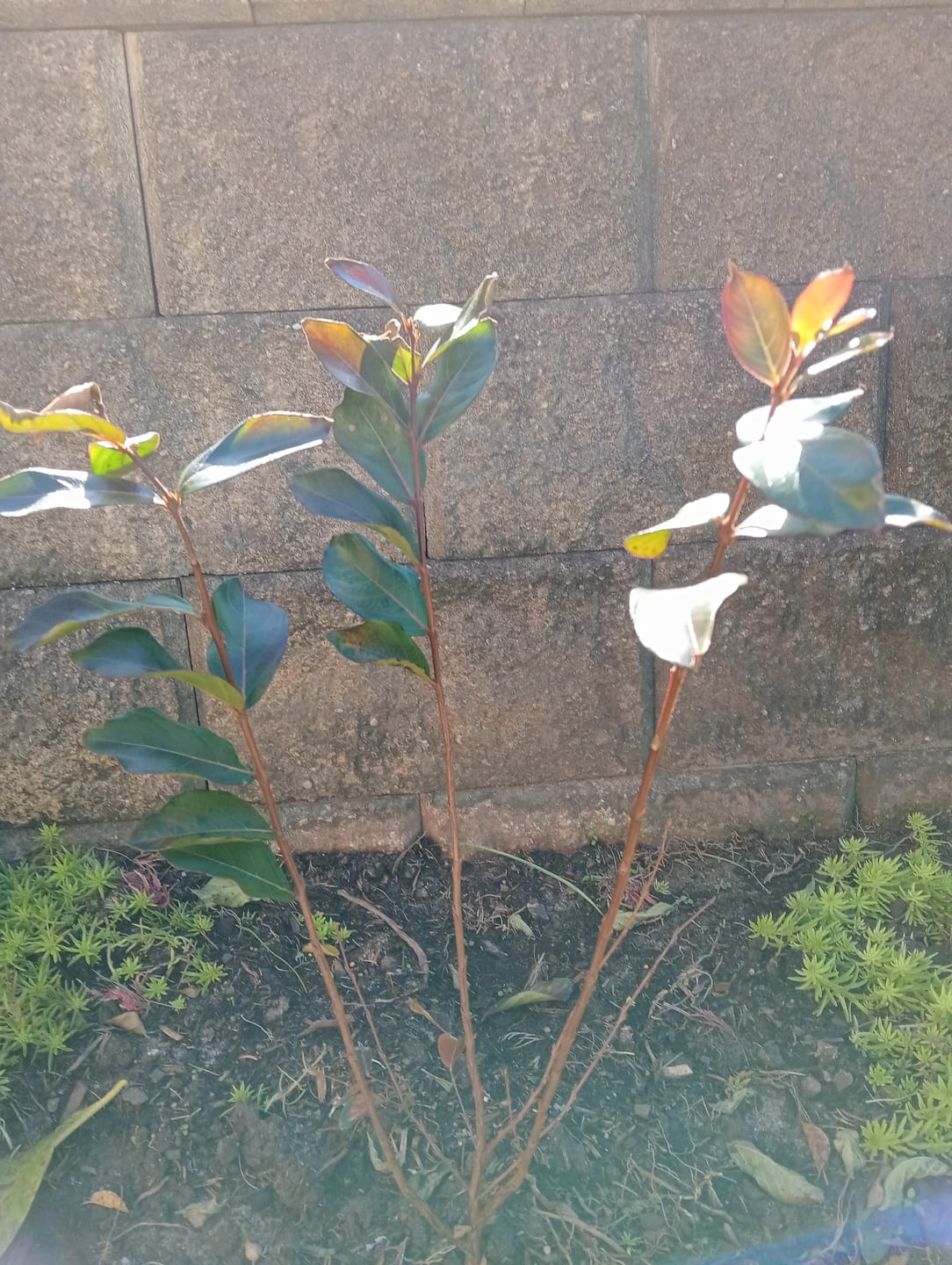Customer photo review of Enduring Summer Red Crepe Myrtle - Lagerstroemia 'Enduring Summer Red'