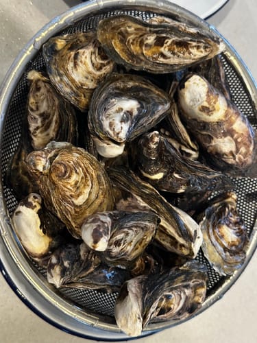Customer photo review of Live NZ Oysters (Coromandel)