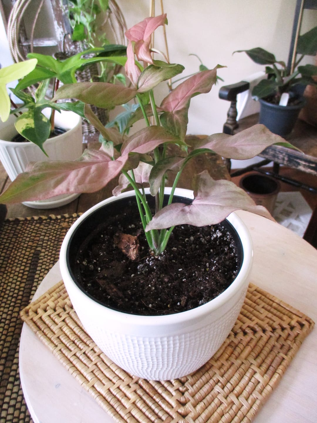 Customer photo review of Syngonium podophyllum 'Pink Perfection'