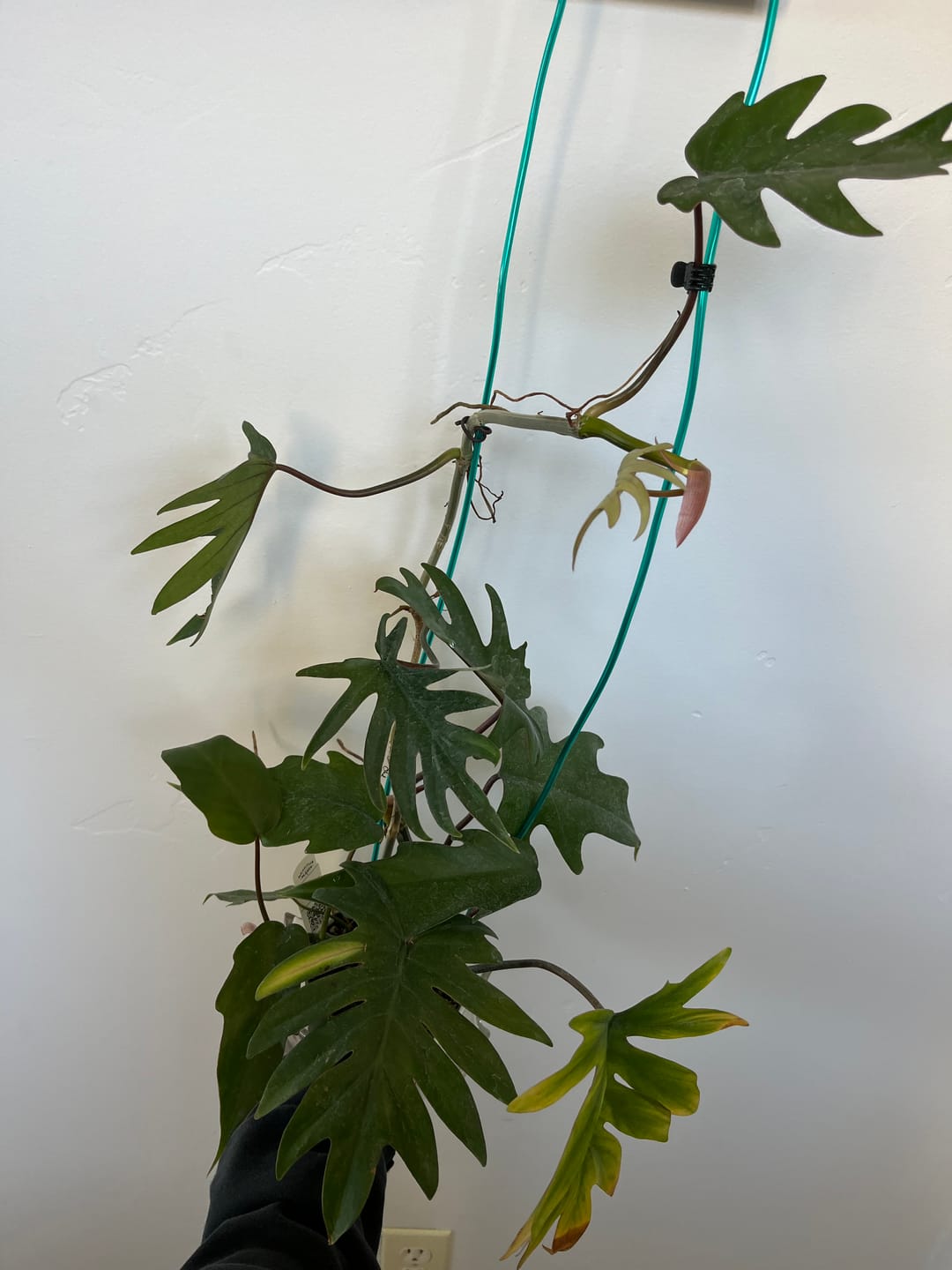 Customer photo review of Philodendron mayoi