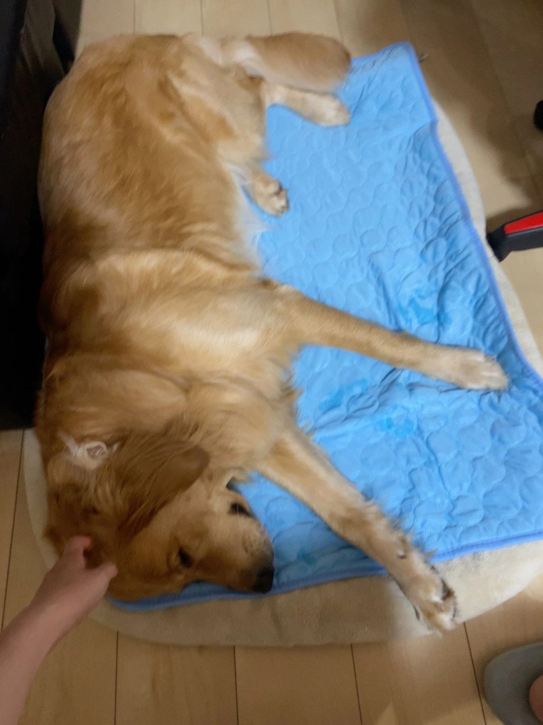 Customer photo review of ❄️ Exklusiv Kylfilt för Hund & Katt – Sval Komfort i Elegant Design