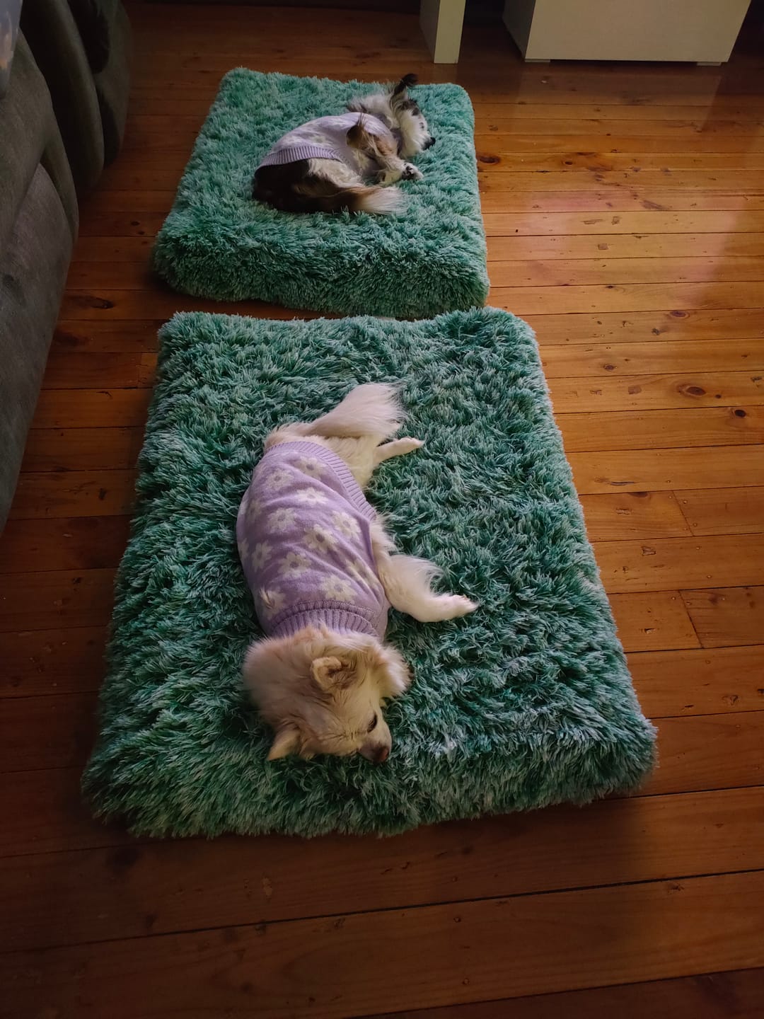 Customer photo review of PaWz Premium SuperMat Calming Bed