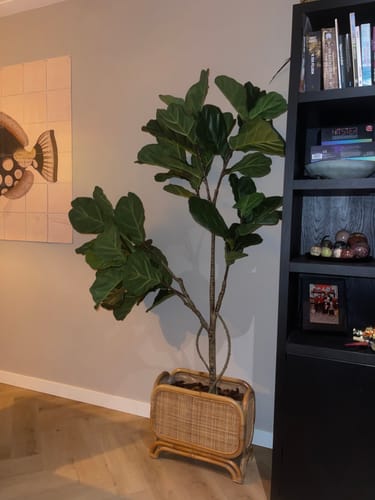 Customer photo review of Ficus Lyrata Kunstplant 180cm