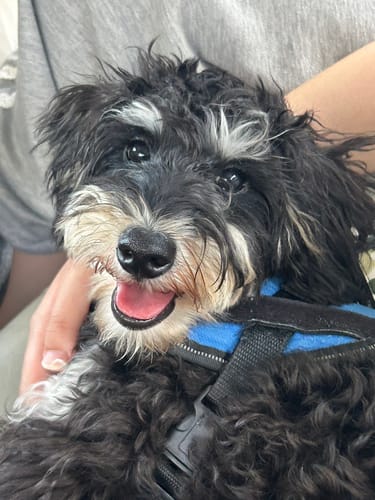 Customer photo review of FunFunPet 高機能ハーネス（お名前タグ作成サービス付き）