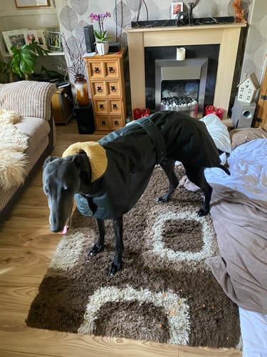 Customer photo review of Wax Sighthound Coat Green