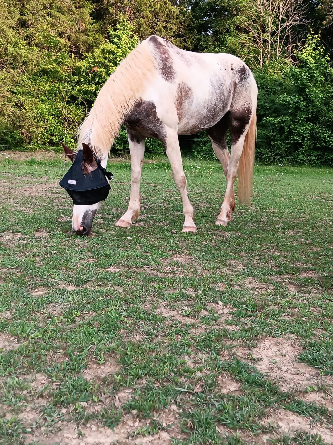 Customer photo review of Solar Vizor Fly Mask - Standard Style