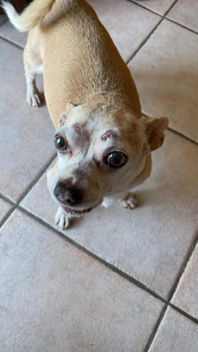 Customer photo review of ProtectionEpato