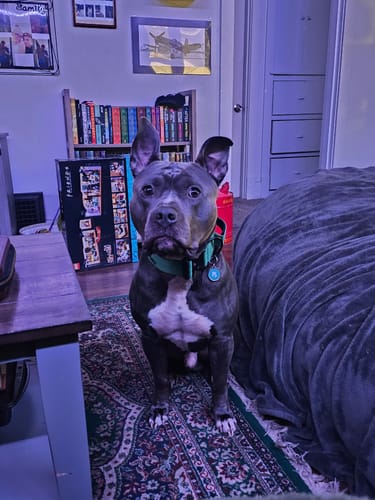 Customer photo review of Green Bully Proof Collar