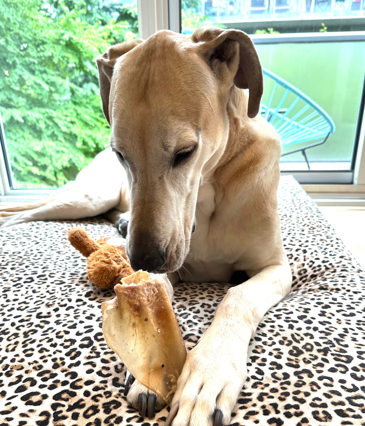 Customer photo review of Natural Cow Ear