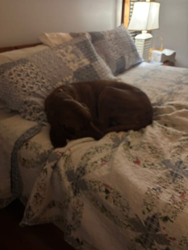 Customer photo review of Allergy & Immune