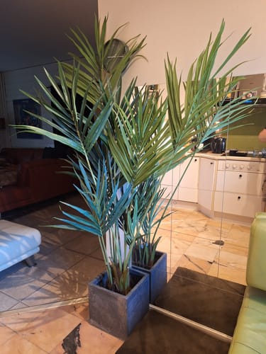 Customer photo review of Kentia Kunstpalm 180cm