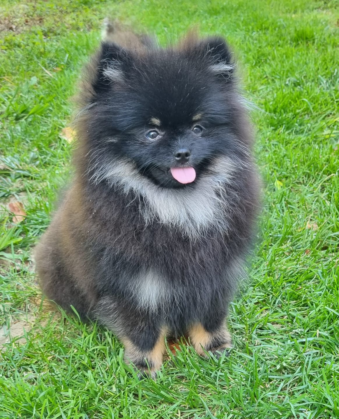 Customer photo review of Oneisall Cozy C1 8-in-1 Pet Grooming Vacuum & Dryer Kit