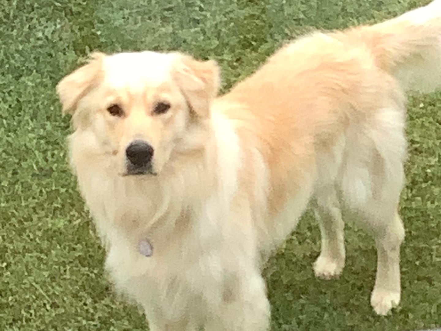 Customer photo review of 12 Inch Standard Braided Bully Stick