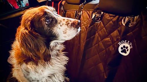 Customer photo review of Car Seat Cover