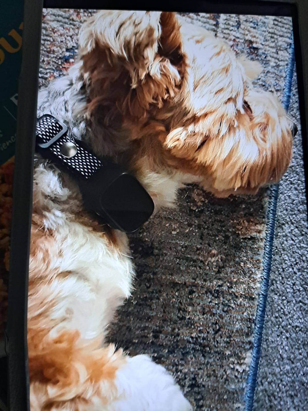 Customer photo review of Rechargeable Anti Bark Training Collar - Sound & Vibration - No Shock