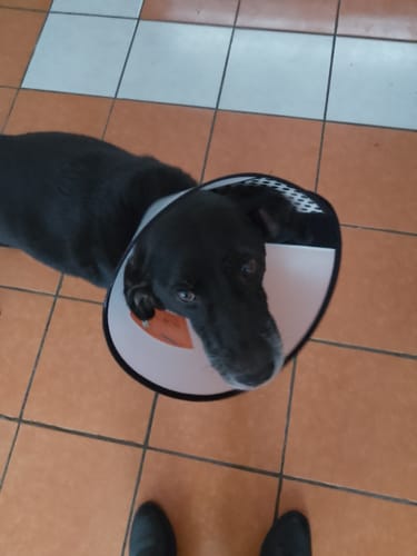 Customer photo review of CT8989 1 Rollo Bolsa De Basura Para Mascota