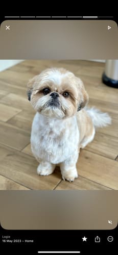 Customer photo review of Blueberry Spa™ No Rinse Facial Wash + Shampoo with Blueberry & Colloidal Oatmeal for Dogs