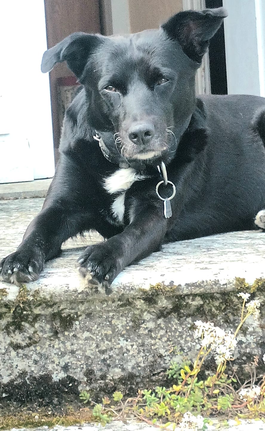 Customer photo review of Croquettes de volaille riches en ingrédients frais - Moy. / Grande taille (chien adulte)