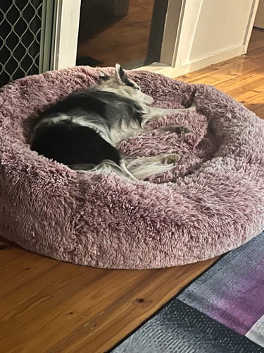 Customer photo review of PaWz Premium Calming Pet Bed with Removable Cover