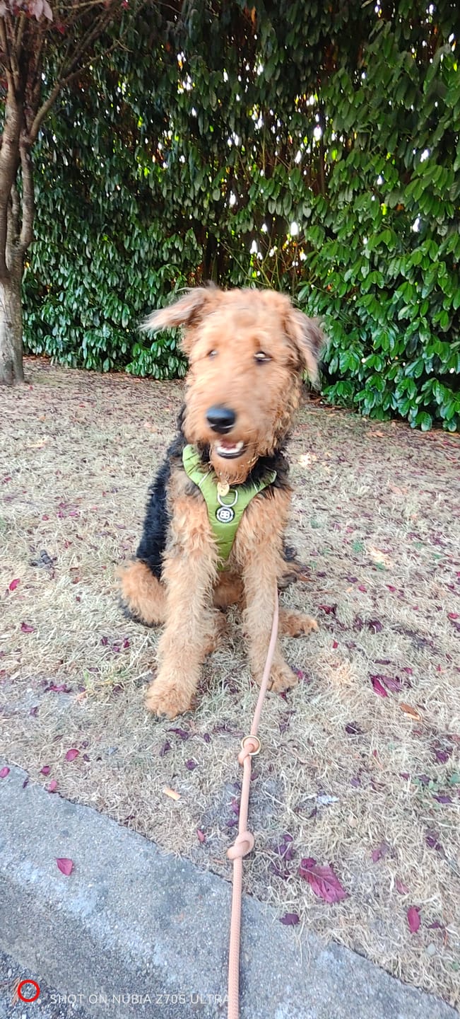 Customer photo review of Air Harness | Anti-Pull & With Handle - Olive Green