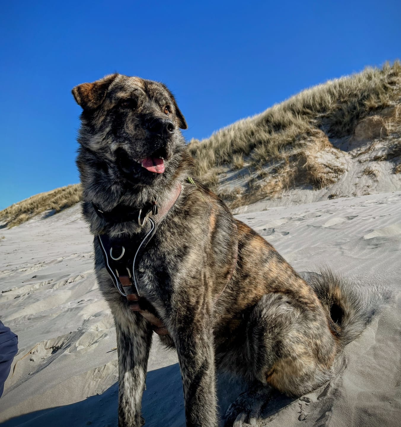Customer photo review of DNA Test Rassebestimmung Pro Hund