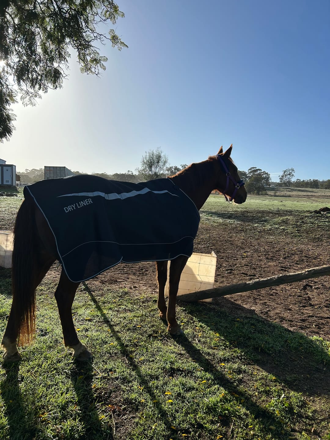 Customer photo review of Horseware Dry Liner