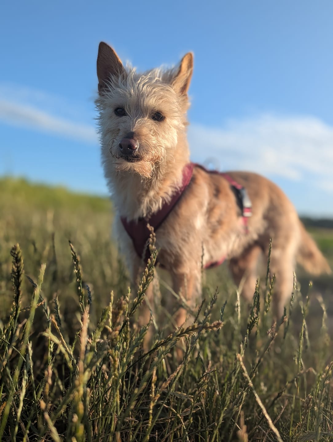 Customer photo review of Windhundgeschirr FUN "Bordeaux"