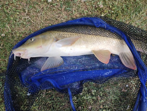 Customer photo review of PRE DRILLED RED HALIBUT PELLETS - ALLTECH COPPENS