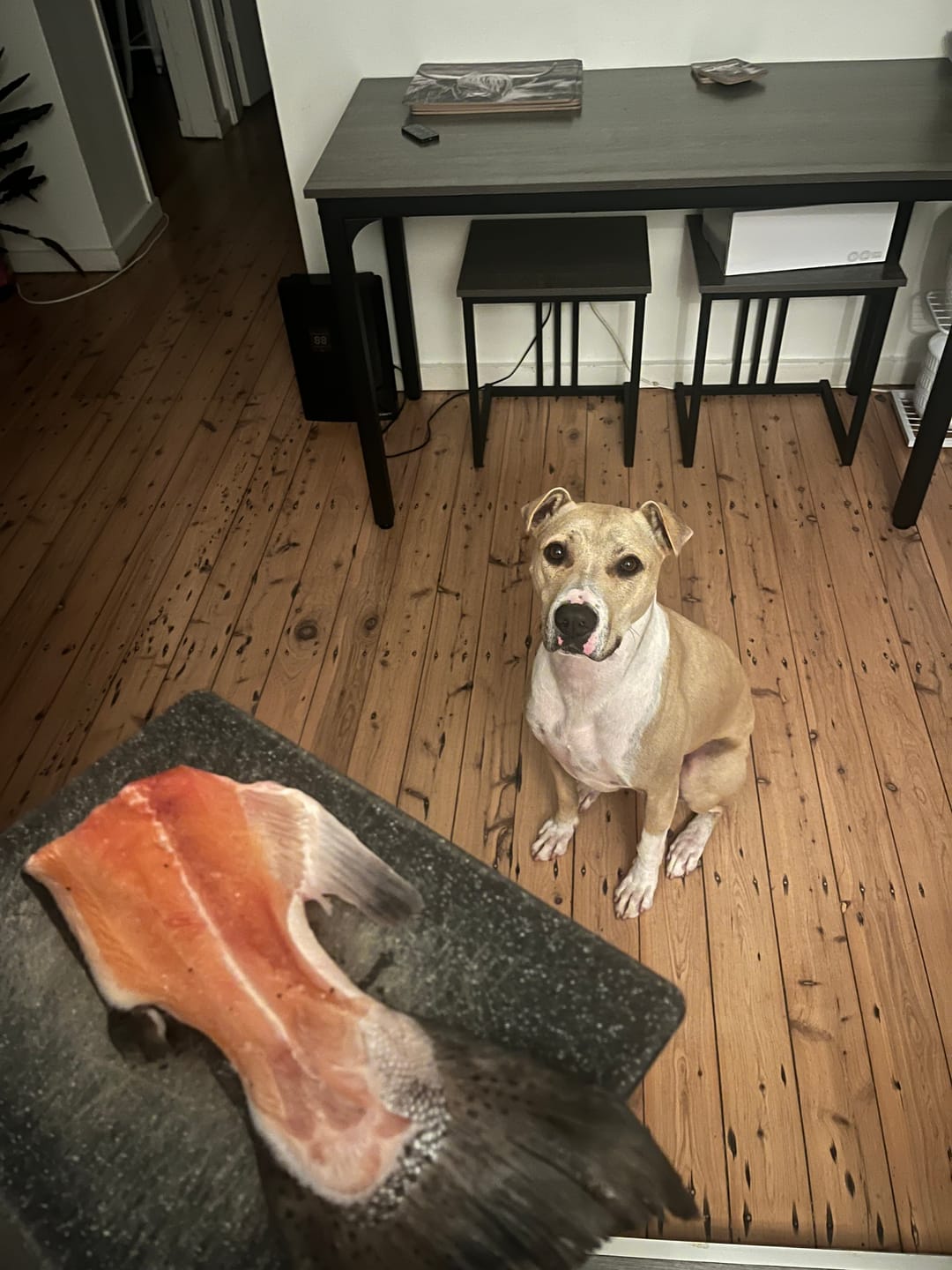 Customer photo review of Meaty Salmon Tails for dogs