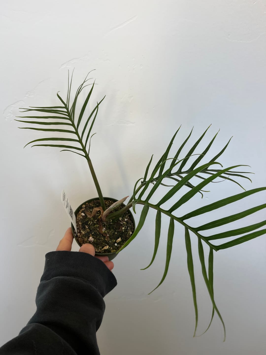 Customer photo review of Philodendron tortum