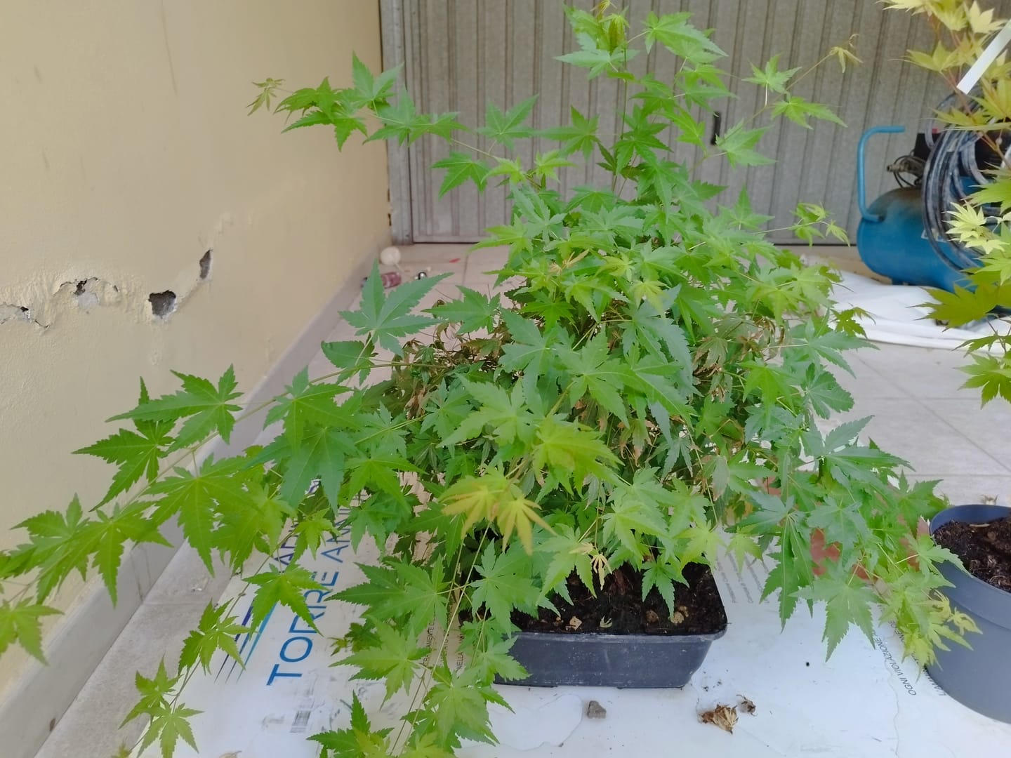 Customer photo review of KRIPTON CB® (Probiotico professionale per bonsai)