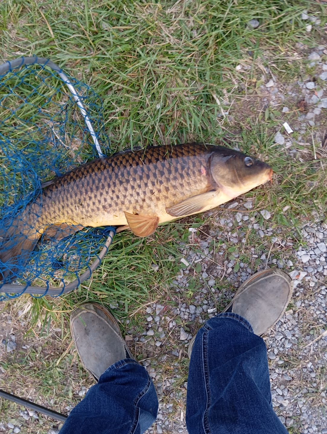 Customer photo review of T-Turn Bait Rig