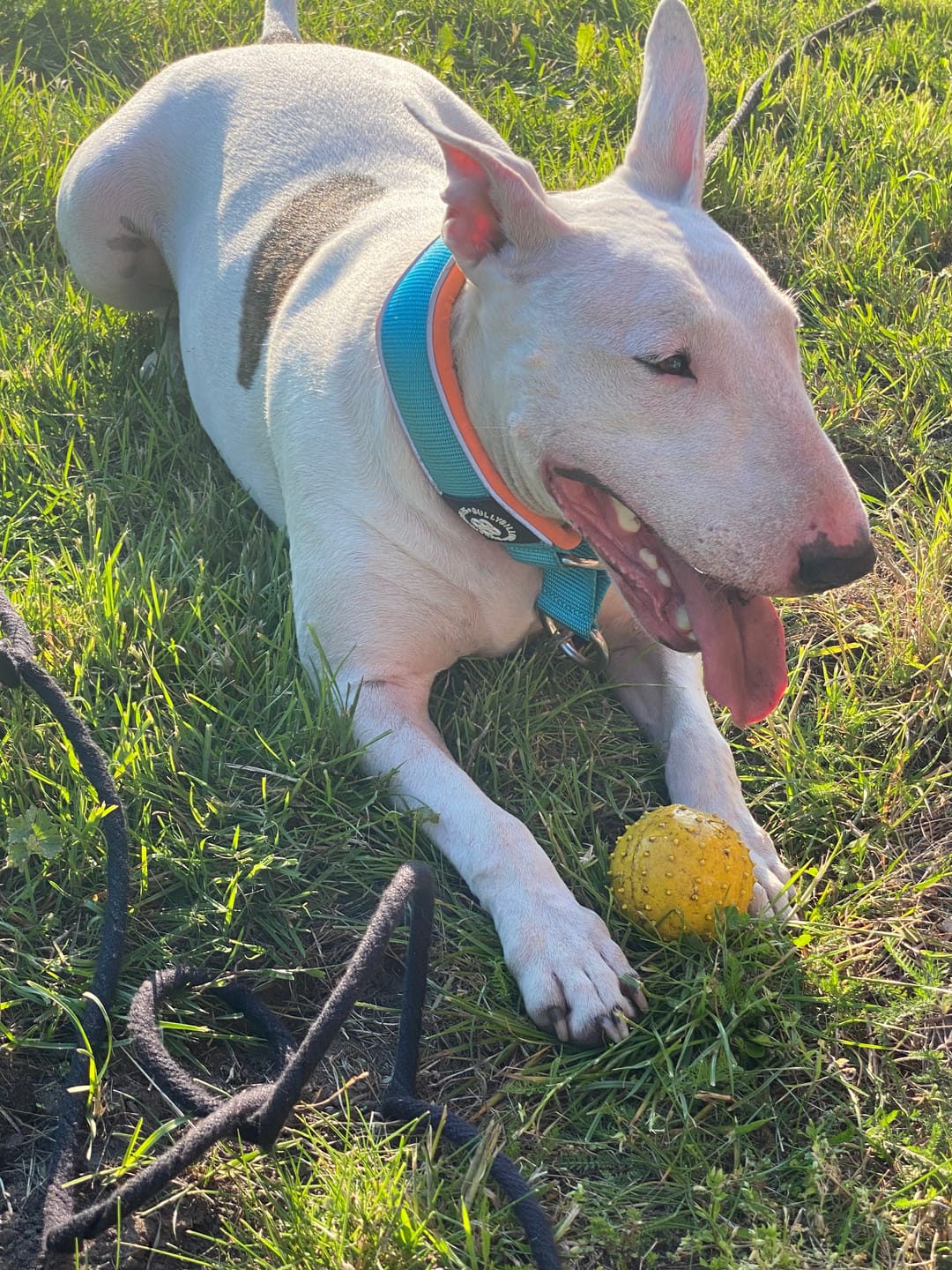Customer photo review of 5cm Slip on Collar | Foam Padded - Light Blue x Orange