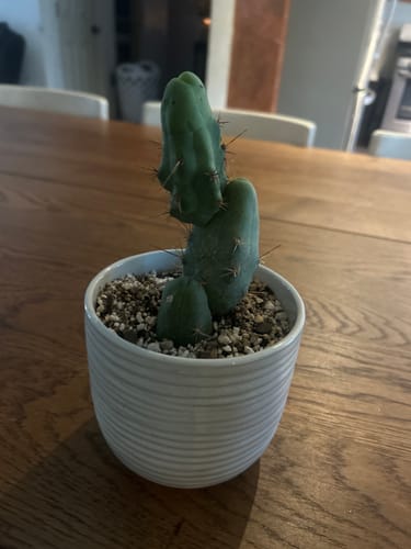 Customer photo review of Trichocereus Bridgesii Monstrose | Short Form | Type B | Penis Cactus