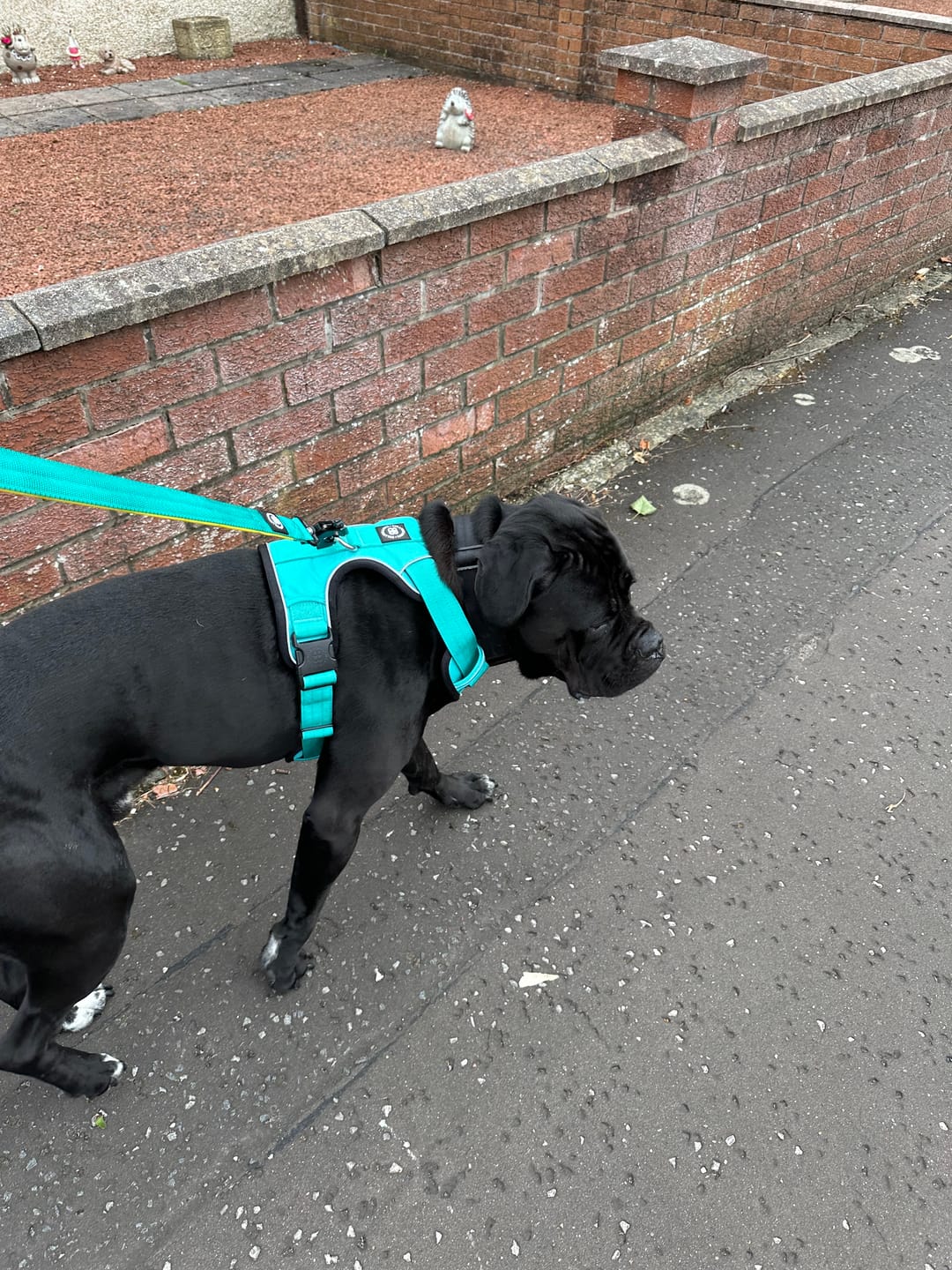 Customer photo review of Comfort Premium Harness | Non Restrictive - Turquoise