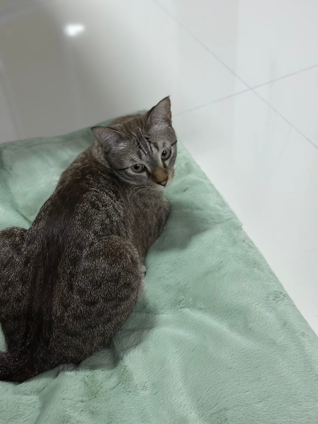 Customer photo review of Sleeping Blanket | Cover